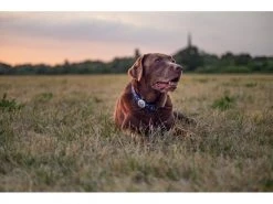 Sure Petcare Verhaltens- und Aktivitätsmonitor Animo 13 Sure Petcare Verhaltens- und Aktivitätsmonitor Animo -Hundewelt Verkäufe 53060964 xxl