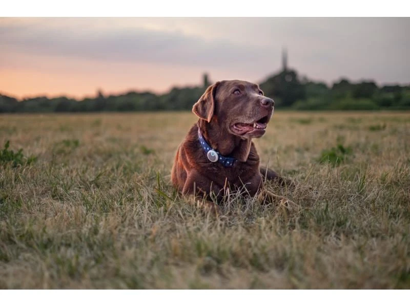 Sure Petcare Verhaltens- und Aktivitätsmonitor Animo 6 Sure Petcare Verhaltens- und Aktivitätsmonitor Animo – Bild 6