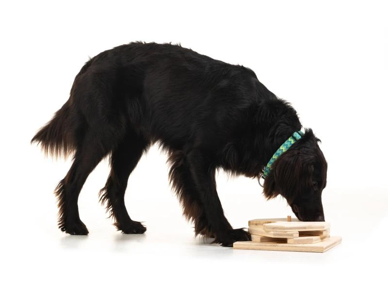 Hundespiele.ch Strategie-Spiel Drehspiel, mittelschwer 2 Hundespiele.ch Strategie-Spiel Drehspiel, mittelschwer – Bild 2