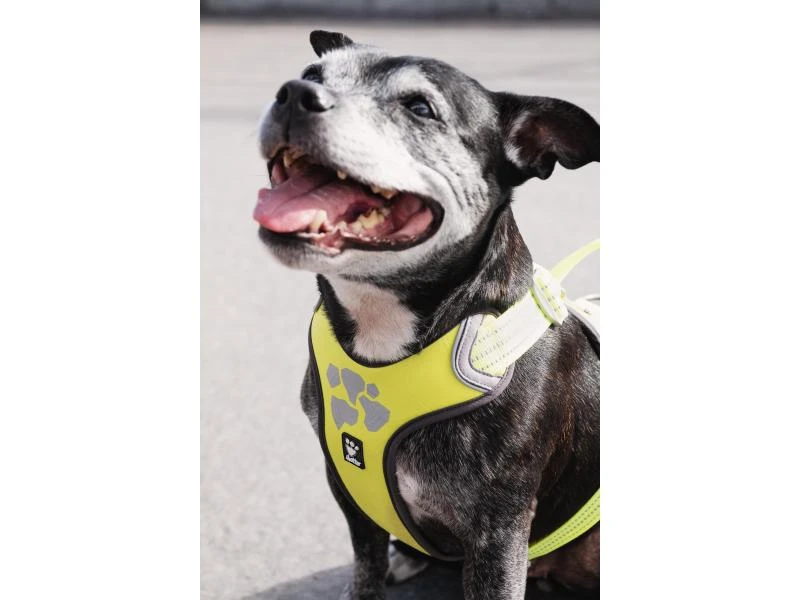 HURTTA Geschirr Weekend Warrior 8 HURTTA Geschirr Weekend Warrior – Bild 8