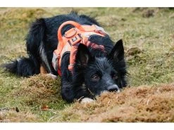 HURTTA Geschirr Weekend Warrior -Hundewelt Verkäufe 53945788 xxl 6