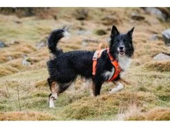 HURTTA Geschirr Weekend Warrior -Hundewelt Verkäufe 53945803 xxl 7