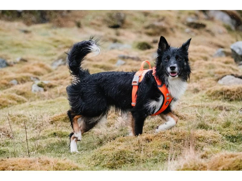 HURTTA Geschirr Weekend Warrior ECO 7 HURTTA Geschirr Weekend Warrior ECO – Bild 7