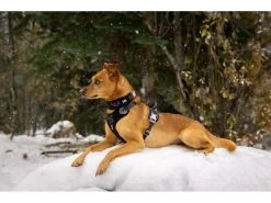 HURTTA Geschirr Weekend Warrior ECO -Hundewelt Verkäufe 53945821 xxl