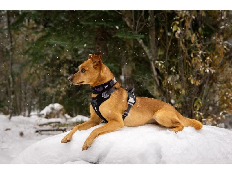 HURTTA Geschirr Weekend Warrior ECO 4 HURTTA Geschirr Weekend Warrior ECO – Bild 4