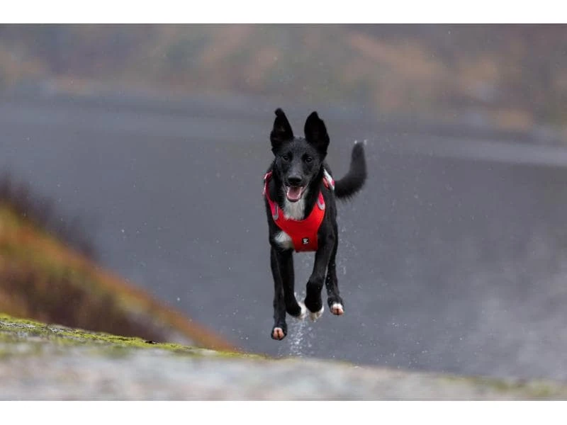 HURTTA Geschirr Weekend Warrior 2 HURTTA Geschirr Weekend Warrior – Bild 2