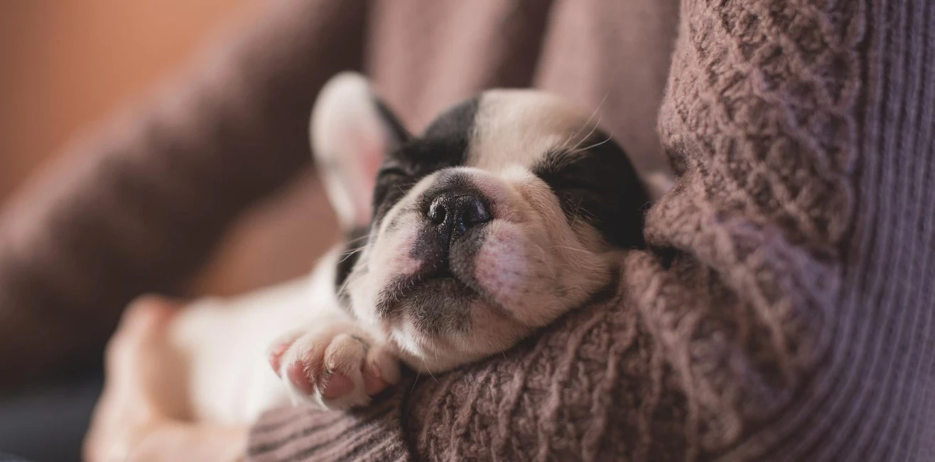 Hundewelt Verkäufe -Hundewelt Verkäufe Dingtalk 20221021141234