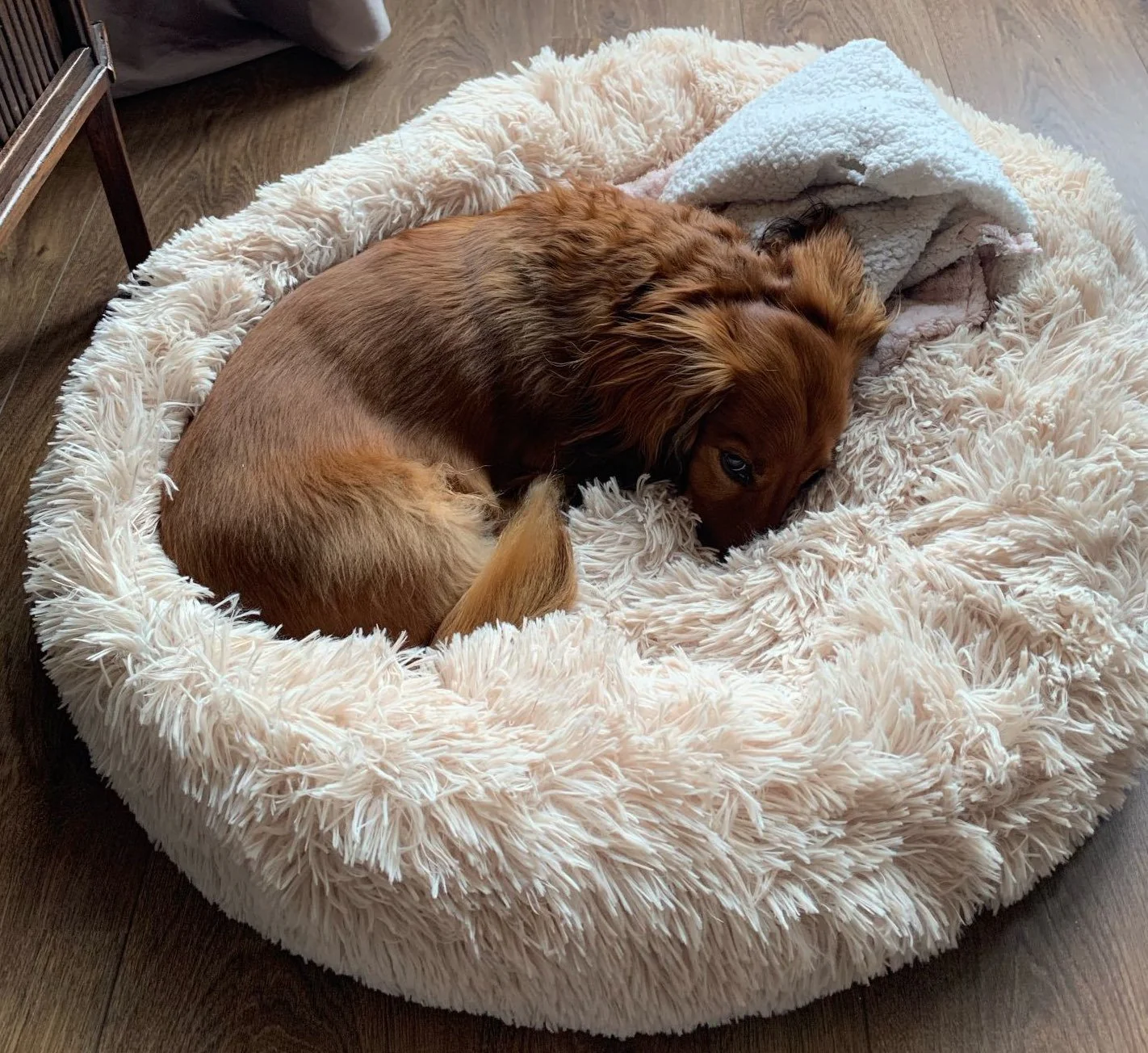 Hundewelt Verkäufe -Hundewelt Verkäufe fellnasen kuscheliges hundebett anti stress 661651